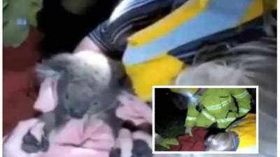 Un koala en Australia se salvó de morir gracias a la rápida intervención de una socorrista que le practicó respiración boca a boca. El pequeño ha sido bautizado como Sean. Foto YouTube