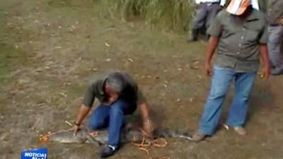 El cocodrilo capturado en aguas del puente Los Alcaldes en Choloma en el norte de Honduras. Foto de Canal Seis