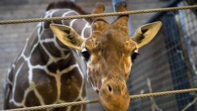 Esto ocurrió el pasado sábado, cuando una jirafa escapó de un circo propiedad de la empresa Barley Circus.