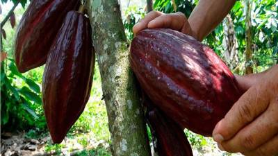 <b>Honduras debe darle mayor valor agregado a su producción, como el cacao .</b>