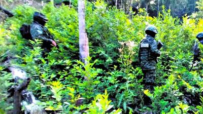 <b>Las incautaciones de cultivos de arbustos de hoja de coca y marihuana han sido contantes.</b>