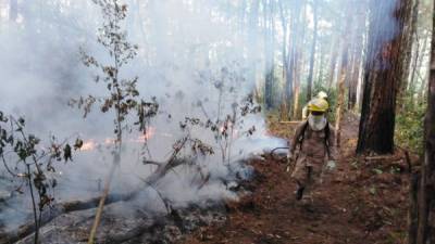 el 77 % de los incendios (273 quemas) ocurrieron en áreas privadas, donde fueron destruidas 12.122 hectáreas, lo que supone el 81% del total del área afectada.