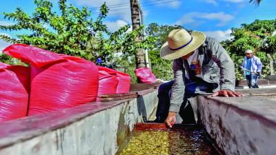 El café es el principal producto agrícola de exportación en Honduras, aportando más del 3% al PIB nacional y cerca de 30% al PIB agrícola.