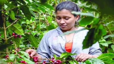 El Paraíso, Comayagua y Santa Bárbara figuran entre los departamentos con mayor participación de mujeres en el sector cafetalero, según registros del Instituto Hondureño del Café.