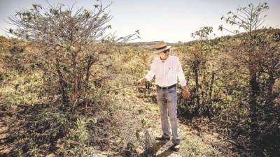 Un exportador de café examina el daño que produjo la sequía en Brasil a plantaciones cafetaleras. El país es el mayor productor del grano.