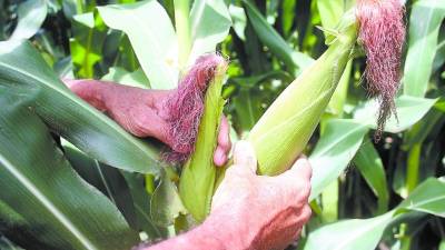 Pese a los efectos de la sequía en el corredor seco, la producción de maíz estuvo buena.