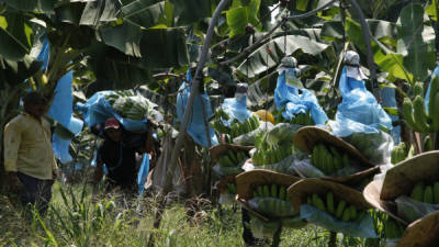 El banano fue el primer producto agrícola en exportación nacional a septiembre anterior.
