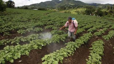 La agricultura es una de las actividades que más aporta a la variación del PIB hondureño.