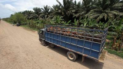 Las tierras en el Aguán.