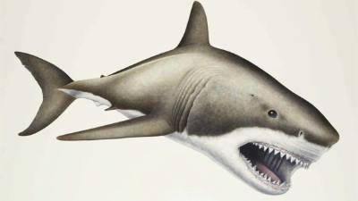 Fotografía facilitada por el Instituto Español de Oceanografía (IEO). EFE