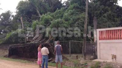 Estos pequeños árboles fueron arrancados de raíz por los fuertes vientos. Foto cortesía Municipalidad de Puerto Cortés.