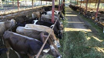 Las haciendas ganaderas hondureñas no registran problemas por esta enfermedad.