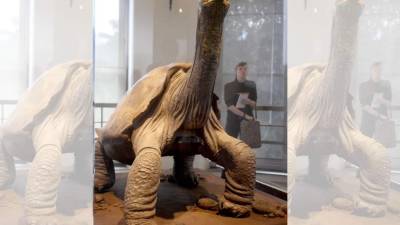 La tortuga George tenía más de 100 años de edad.