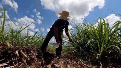 Unos 70,000 trabajadores dependen de la industria azucarera en Cuba.