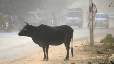 La vaca es un ícono del hinduismo.