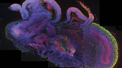 Foto facilitada por Nature.