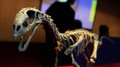 Fotografía tomada en abril de 2015 en la que se registró el esqueleto fósil del dinosaurio Chilesaurus diegosuarezi, en Santiago de Chile. EFE/Archivo