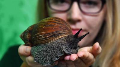 Fotografía de archivo que muestra a una mujer con un caracol de tierra gigante africano.