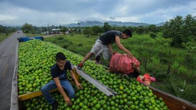 En Sonaguera se producen las naranjas piña y la valencia.