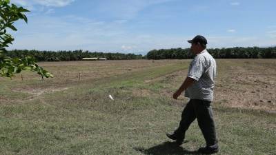 Un productor camina por sus plantaciones de granos básicos en una finca de La Lima, Cortés. Foto: Amílcar Izaguirre