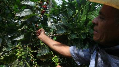 Unos 300,000 cortadores de café hondureños ya se están desplazando a nivel nacional.