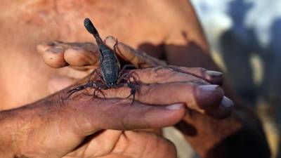 El campesino cubano Pepe Casañas posa con un alacrán el 29 de marzo de 2017, en el poblado de Los Palacios, en la provincia occidental de Pinar del Río, Cuba. EFE.