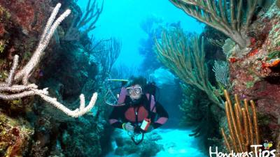 Varias compañías ofrecen clases de buceo en La Ceiba y Cayos Cochinos.