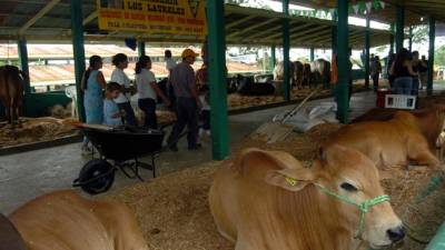 Además de diversión para la familia, en el Agas se puede apreciar los ejemplares vacunos.