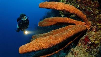 Vida marina en Cayos Cochinos.