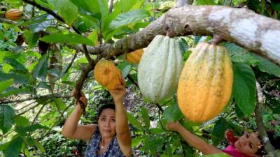 Una productora es asistida por una integrante de la CASM en plantaciones de cacao en Choloma, Cortés.