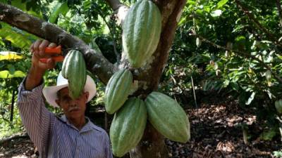 Un productor de cacao trabaja en sus plantaciones