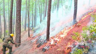 Cada día el Cuerpo de Bomberos recibe al menos 270 reportes de incendios forestales y en zacateras.