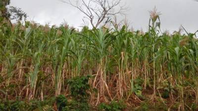Aunque las últimas lluvias han reverdecido los sembradíos, el maíz no creció y el producto se perdió.