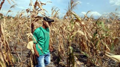 Un productor independiente de granos verifica sus cultivos dañados por la sequía en la zona norte. Foto: Amílcar Izaguirre