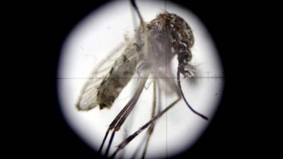 El zancudo transmisor del virus de dengue y el zika.