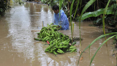 Cientos de cultivos en Bolivia han sido afectados por las inundaciones.