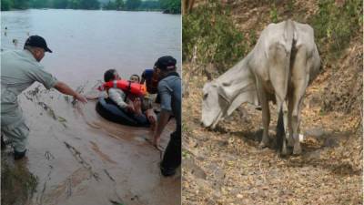 En el último mes, Honduras se ha visto afectado por la sequía y las inundaciones. Ambos fenómenos han dejado pérdidas y víctimas.