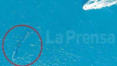 Foto de archivo de Gran Berta en la Bahía de Tela.