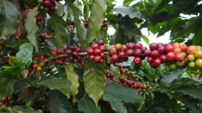 Esta variedad resiste también otras plagas que afectan al café.