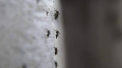 El Gobierno cree que en verano probablemente inicie la transmisión local del zika en el territorio continental estadounidense.