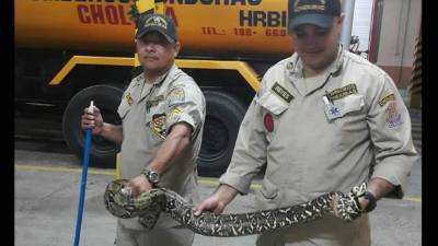 Dos integrantes del Cuerpo de Bomberos de Honduras sostienen el reptil que fue atrapado en Choloma, Cortés.