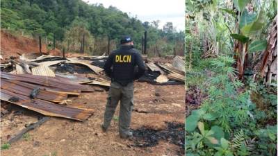 Las autoridades llegaron a la zona donde encontraron la plantación y un lugar donde era procesada.