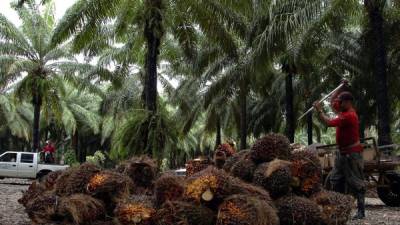 El sector prioductor de palma reporta pérdias de alrededor de un tercio de su producción.