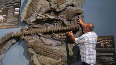 El paleontólogo argentino Fernando Navas fue registrado al detallar el esqueleto fosilizado de un plesiosaurio de 65 millones de años, en el Museo Argentino de Ciencias Naturales, en Buenos Aires, Argentina. EFE