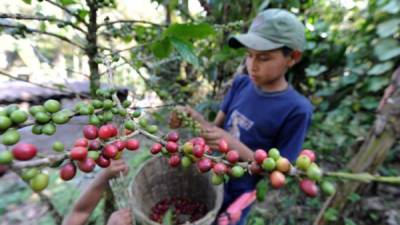 Casi un millón de niños guatemaltecos trabajan en distintas actividades debido a la pobreza en la que viven.