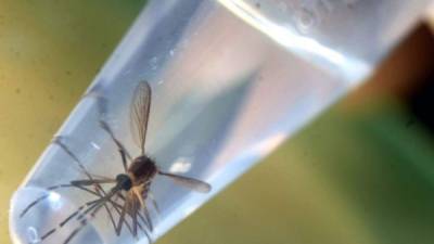 Al menos 17 casos de zika autóctonos se han registrado en la Florida.