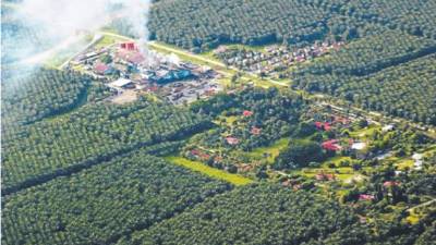 El sector palmero es el tercer mayor aportante de las agroexportaciones nacionales, con una participación de 11.5%.