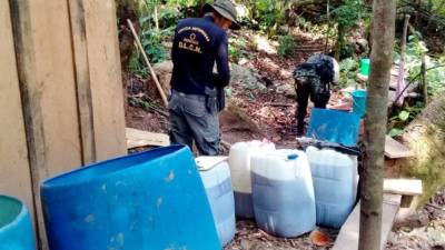 En lo alto de una montaña de la comunidad de Esquipulas Norte se dio el hallazgo de la plantación que es considerada la primera en Honduras.