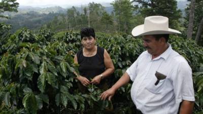 En Lepaera, Lempira, los árboles están cargados de frutos. Amílcar Izaguirre.