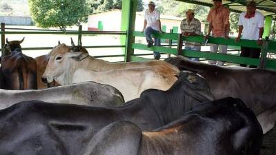 La mayoría de los cálculos apuntan a que la población de reses es de alrededor de un millón de cabezas.